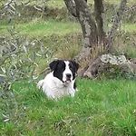 Caprile Uscio
